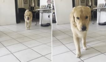 これには思わずギョッとしちゃう!ワンコがゆっくり近寄ってきたら・・・突然!!