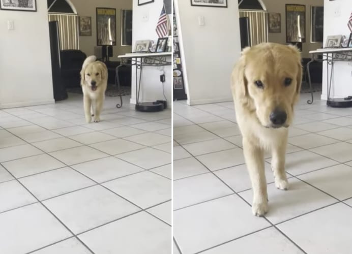 これには思わずギョッとしちゃう！ワンコがゆっくり近寄ってきたら・・・突然！！