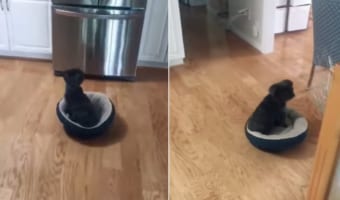 お手伝いできてスゴい？？ベッドに座ったままお掃除するワンコあらわる！