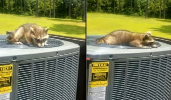 「ん~!この風がたまらん!!」エアコンの室外機の風を全身に浴びてご満悦なアライグマ