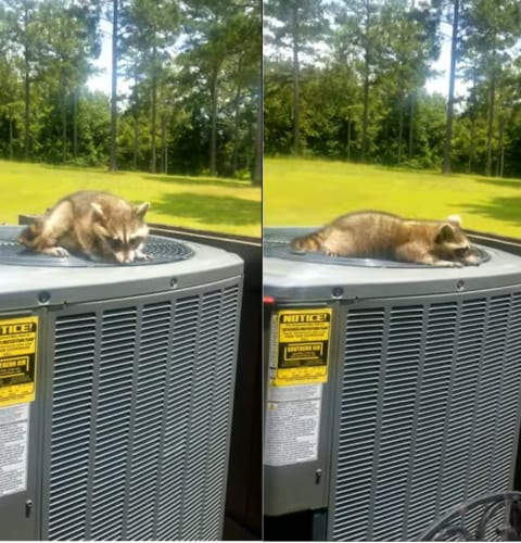 「ん～！この風がたまらん！！」エアコンの室外機の風を全身に浴びてご満悦なアライグマ
