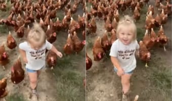 ニワトリのリーダー？？数えきれないほどのニワトリを率いて歩く女の子