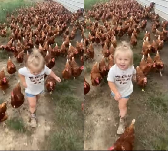 ニワトリのリーダー？？数えきれないほどのニワトリを率いて歩く女の子