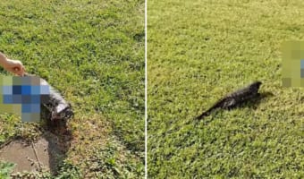 庭で遊ぶペットのトカゲ。なんと○○〇を夢中で追って猛ダッシュ!