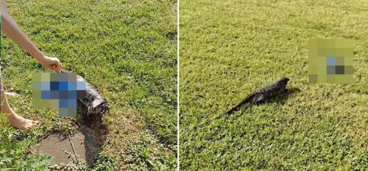 庭で遊ぶペットのトカゲ。なんと○○〇を夢中で追って猛ダッシュ！