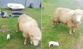 子ブタちゃん大丈夫？！ヒツジさんが子ブタちゃんの横でブルブル身を震わせたら・・・こうなった