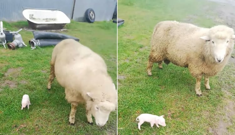 子ブタちゃん大丈夫？！ヒツジさんが子ブタちゃんの横でブルブル身を震わせたら・・・こうなった