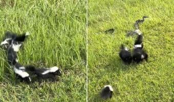 スカンクの赤ちゃんたち、進路上にいたヘビに果敢にも挑みかかる!!勝者はどっちだ?!