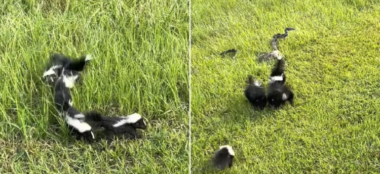 スカンクの赤ちゃんたち、進路上にいたヘビに果敢にも挑みかかる！！勝者はどっちだ？！