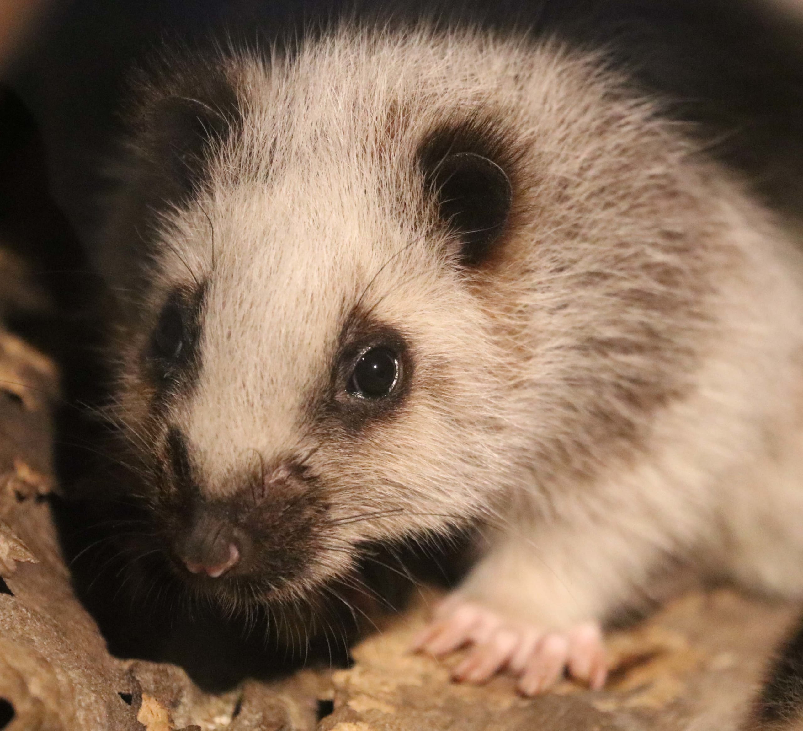 【神戸どうぶつ王国】アイドル動物だけじゃない！目立たないけど実はスゴい動物をご紹介！！