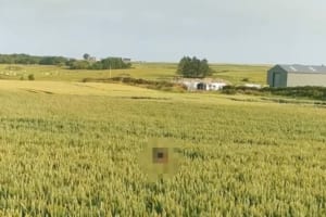 バレバレですよ〜！入ったらいけない畑の中でかくれんぼするワンコの大胆な行動に笑っちゃう