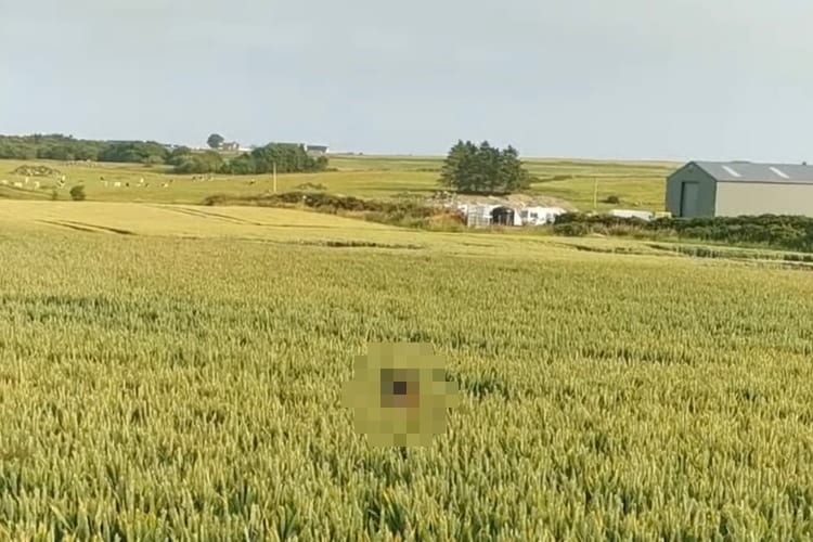 バレバレですよ〜！入ったらいけない畑の中でかくれんぼするワンコの大胆な行動に笑っちゃう