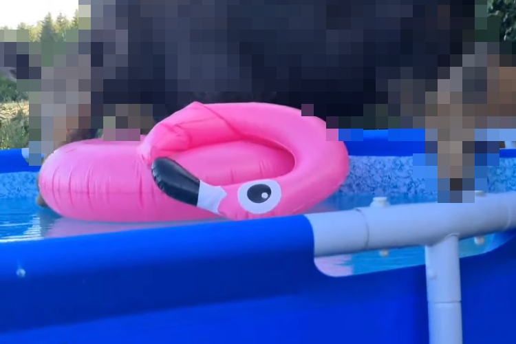 プール横でくつろいでいると・・・そこに現れたのは巨体な○○！日本では見られない光景に目を疑う！