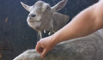飼い主さんに歌ってもらいながら体を掻いてもらうヤギさんが、おもしろくもかわいいリアクションを見せてくれました!
