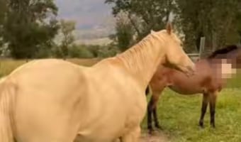 女性から奪った靴をクルクル回転させて遊ぶお馬さん!・・・これって何気にスゴ技なのでは?!