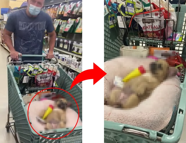 お買い物に連れ添うワンコの赤ちゃん、カートの中で見せた姿がかわいすぎる!!