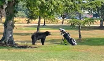 危険！ゴルフ場に熊が現れた！熊を撃退したのはまさかのゴルフバックだった！？