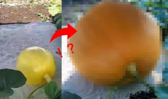 短期間でそんなに大きくなるの?!巨大カボチャの成長過程を捉えた18日間の映像が凄い
