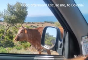 道の向こうから歩いてきたウシたち。そこで冗談でこのウシに道を尋ねてみたら・・・