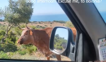 道の向こうから歩いてきたウシたち。そこで冗談でこのウシに道を尋ねてみたら・・・