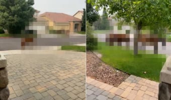 街に野生の○○が現れた？！その光景は美しいけれど・・・困った置き土産があるようです