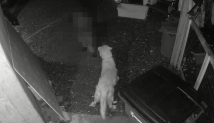 突如吠え始めたイヌ。すると暗闇から姿をあらわしたのは・・・【危機一髪】