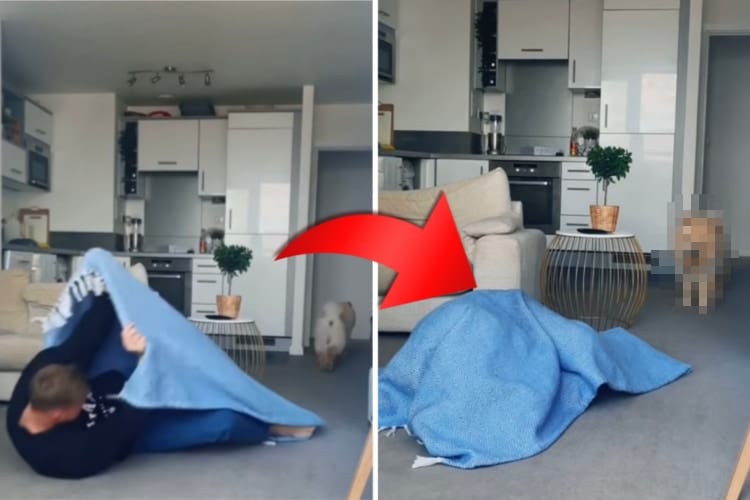 【愛犬ドッキリ】「あれれ？どこ行ったの？」飼い主さんが突然姿を消したことに困惑するチャウチャウの様子がかわいい！