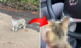 子猫が人間を選んだ?!車を停めていた女性のもとへ一匹の子猫が近寄ってきて・・・