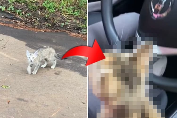 子猫が人間を選んだ？！車を停めていた女性のもとへ一匹の子猫が近寄ってきて・・・