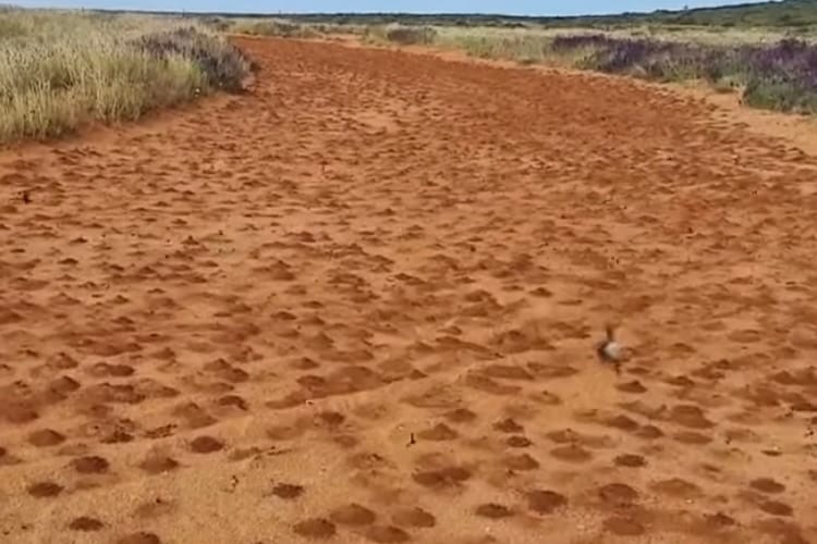 オーストラリアの地面に大量の穴が！実はこれ・・・全部ハチの巣なんです！！