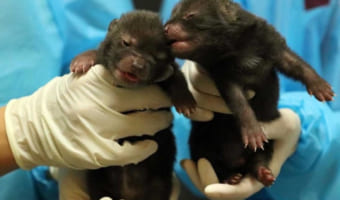【吉報】神戸どうぶつ王国で原始の犬「ブッシュドック」に赤ちゃんが誕生しました!