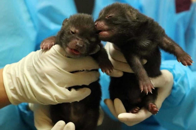 【吉報】神戸どうぶつ王国で原始の犬「ブッシュドック」に赤ちゃんが誕生しました！