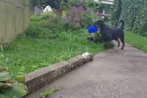 「ひとりでできるもん」温室の前にバケツを咥えてやってきたイヌの器用で賢い行動に感心！