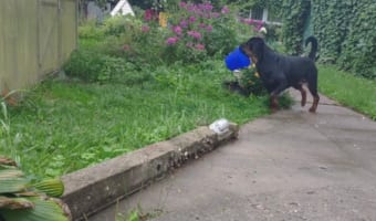 「ひとりでできるもん」温室の前にバケツを咥えてやってきたイヌの器用で賢い行動に感心!