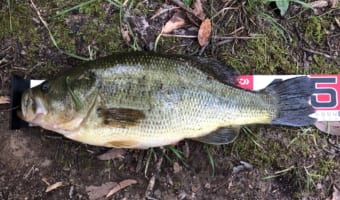 バス釣り初心者必見!!最初に押さえておくべきポイント!!