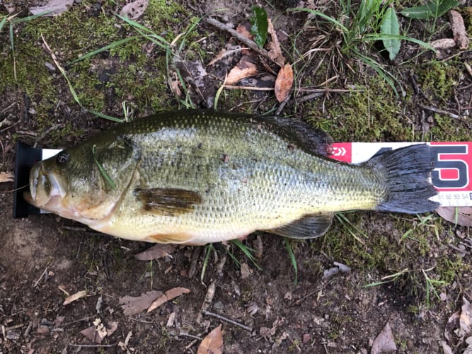 バス釣り初心者必見！！最初に押さえておくべきポイント！！