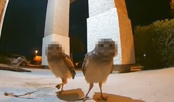 玄関の前に現れたフクロウたち。どうやらカメラが気になるみたいです!