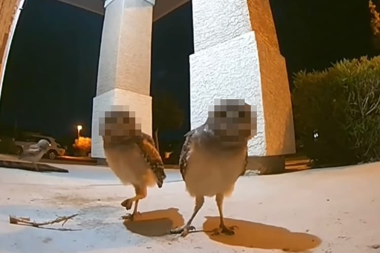 玄関の前に現れたフクロウたち。どうやらカメラが気になるみたいです！