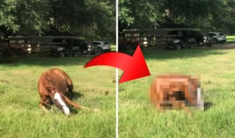 走行中の馬が滑って転んでしまった！と思ったら・・・直後の行動に笑えてしまう