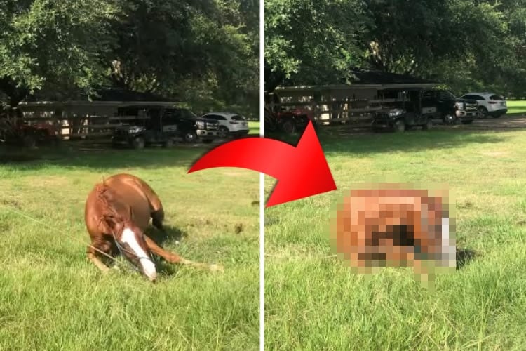 走行中の馬が滑って転んでしまった！と思ったら・・・直後の行動に笑えてしまう