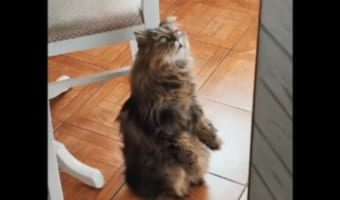 【怖い話?】中空をじっと見つめるネコ、いったい何が見えているというの?!と思ったら・・・