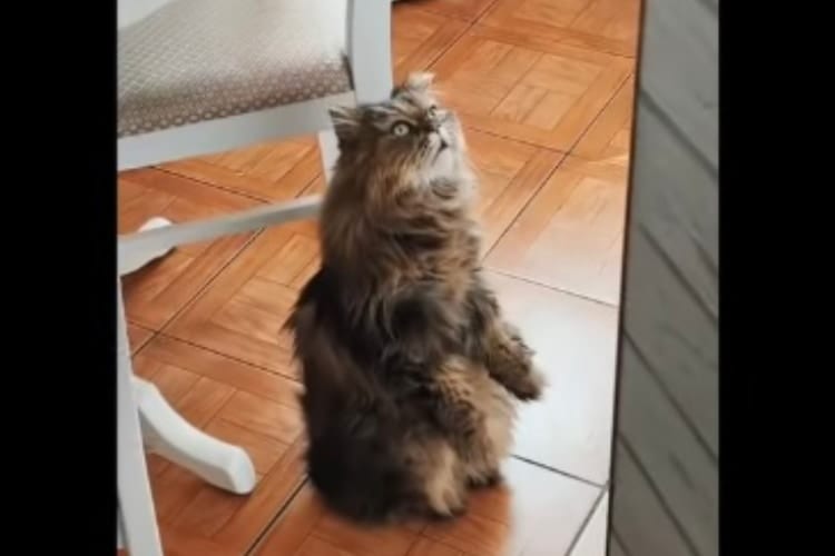 【怖い話？】中空をじっと見つめるネコ、いったい何が見えているというの？！と思ったら・・・