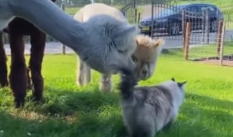 この小さい生き物は何?!ニャンコに興味深々なアルパカさんたちの反応とは?!