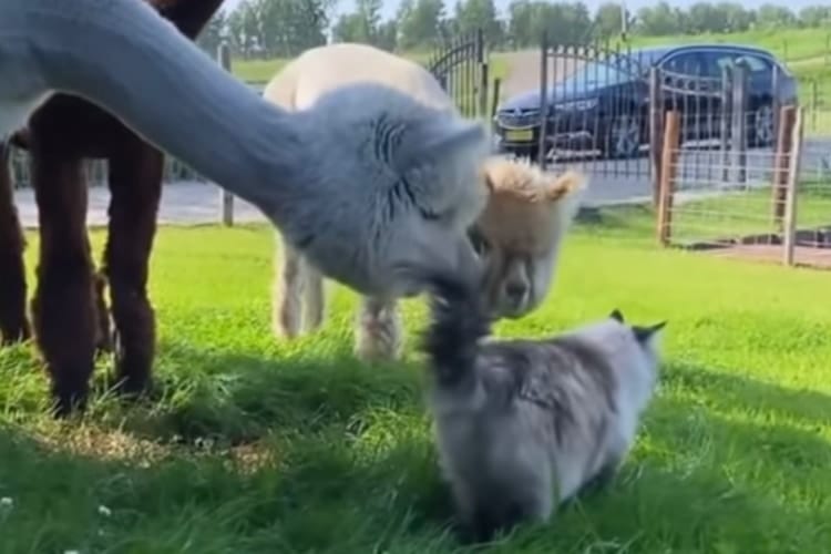 この小さい生き物は何？！ニャンコに興味深々なアルパカさんたちの反応とは？！