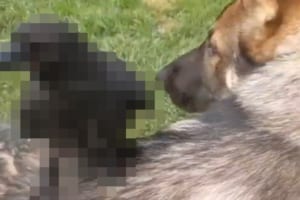 このイヌ、もしかしてタクシーの真似でもしているの？その背中に乗せているのは、なんと〇〇〇でした！