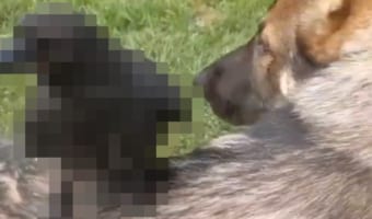 このイヌ、もしかしてタクシーの真似でもしているの？その背中に乗せているのは、なんと〇〇〇でした！