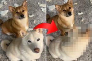 これは笑ってしまう！イタズラ現場で愛犬たちに「誰がやったの？」と尋ねたら・・・片方が告げ口しました