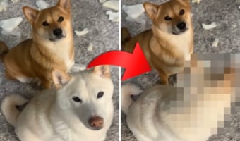 これは笑ってしまう!イタズラ現場で愛犬たちに「誰がやったの?」と尋ねたら・・・片方が告げ口しました