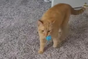 これは遊んであげたくなる！ボール遊びのお誘いが上手な甘えん坊なニャンコにキュン