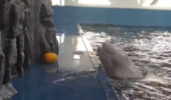 賢すぎる!届かない場所に行ってしまったオモチャをある方法で回収したシロイルカ